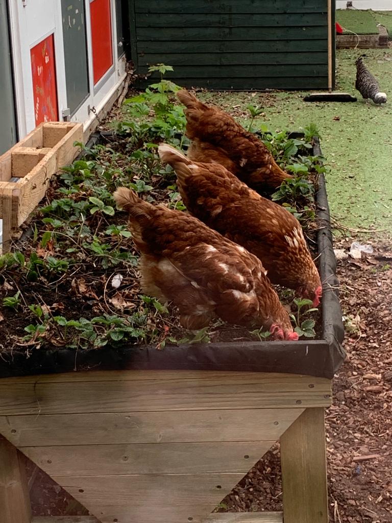 Alver Valley Welcomes 3 New Hens